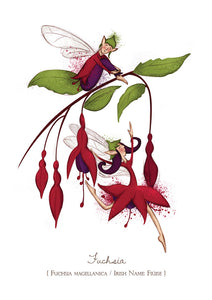 Burren Flower Fairies - Flower Cards