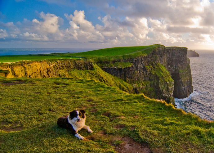 Image - Cliffs of Moher & Dog
